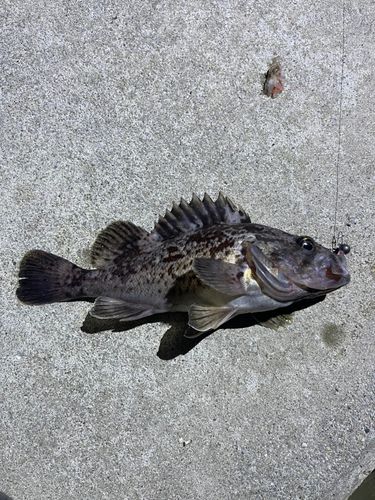クロソイの釣果