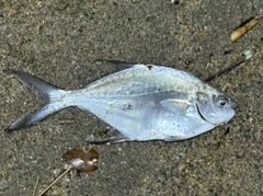 コバンアジの釣果