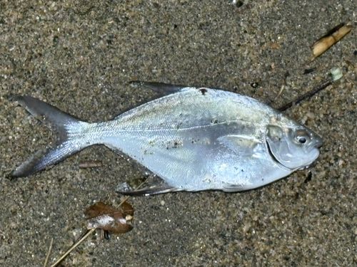 ヒイラギの釣果