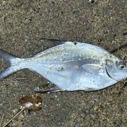 ヒイラギ