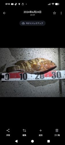 キジハタの釣果