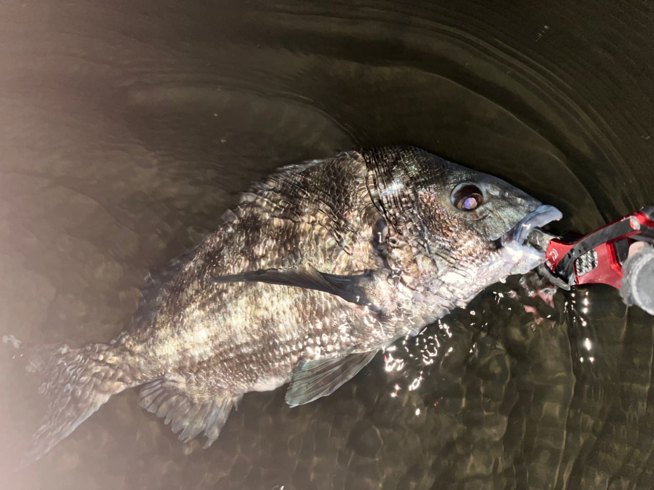 DAIWA 22シルバーウルフ MX 76MLB-Sの最安値・インプレ・釣果 | 本音の