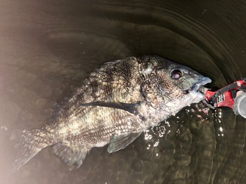 チヌの釣果