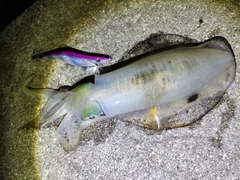 イカの釣果