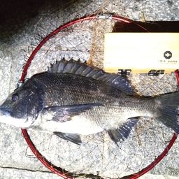 クロダイ