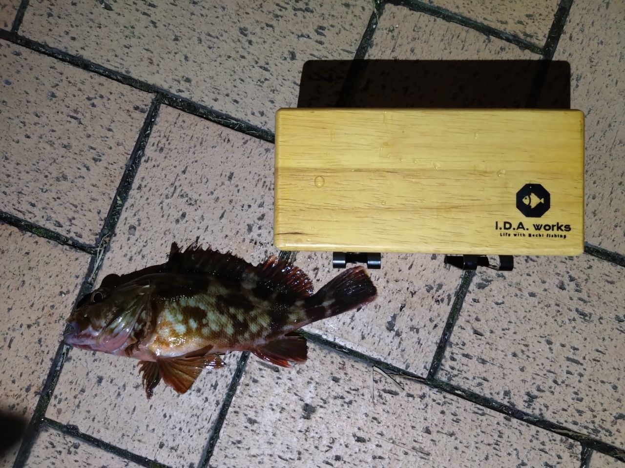 クロダイ