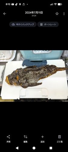 オニオコゼの釣果