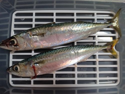 サバの釣果