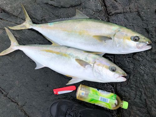 ヒラマサの釣果