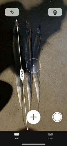 タチウオの釣果
