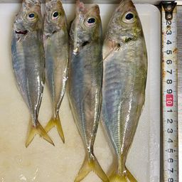 アジ