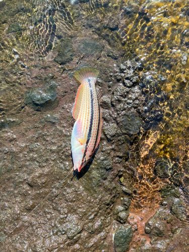 ベラの釣果