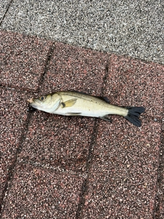スズキの釣果