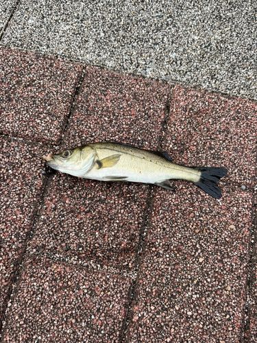 豊洲ぐるり公園