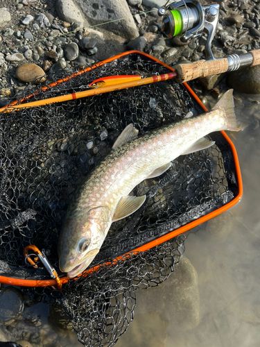 アメマスの釣果