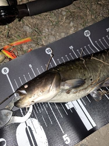 ナマズの釣果