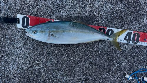 ワカシの釣果