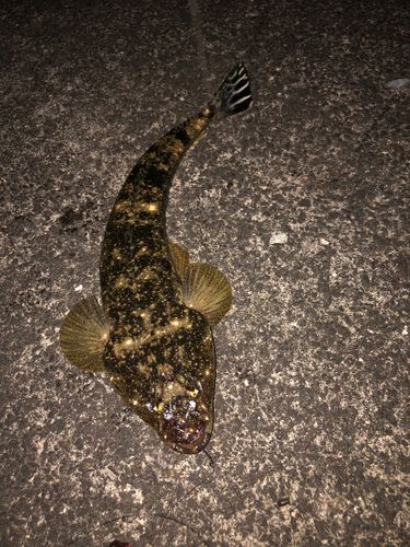 マゴチの釣果