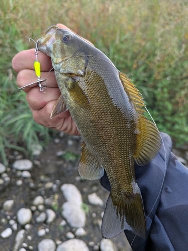 スモールマウスバスの釣果