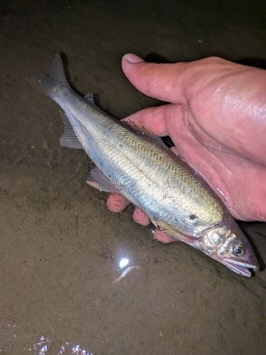 アユの釣果