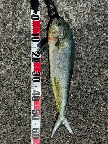 シイラの釣果