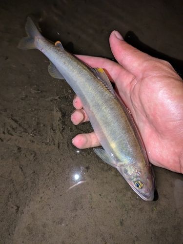 アユの釣果