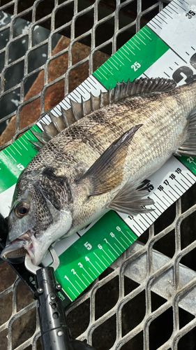 クロダイの釣果