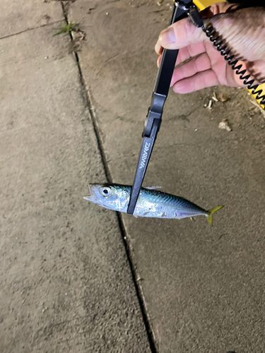 サバの釣果