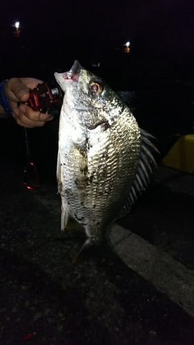 キチヌの釣果