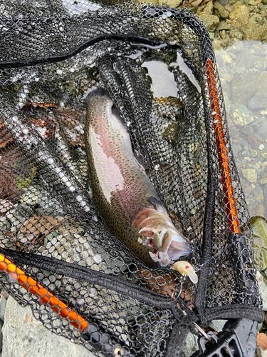 ニジマスの釣果