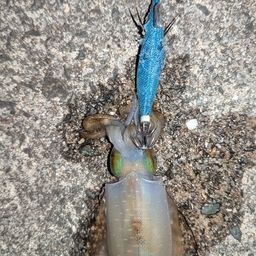 アオリイカ