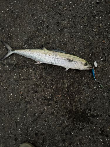 サゴシの釣果