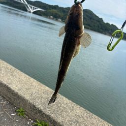 マゴチ