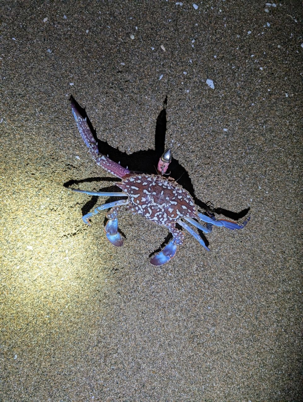タイワンガザミ