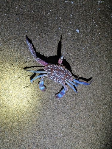 内灘海岸