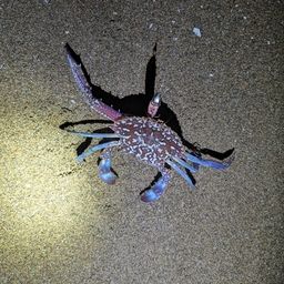 タイワンガザミ