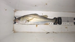 セイゴ（マルスズキ）の釣果