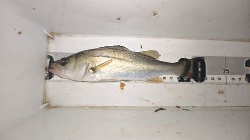 セイゴ（マルスズキ）の釣果