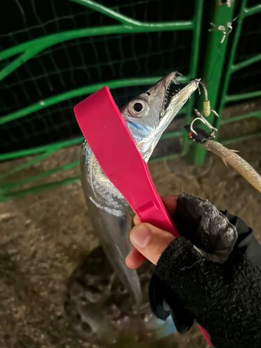 タチウオの釣果