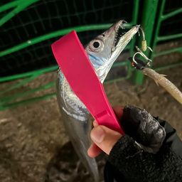 タチウオ