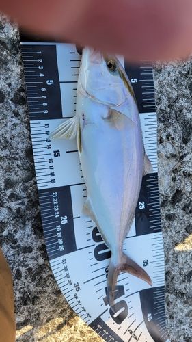 ネリゴの釣果