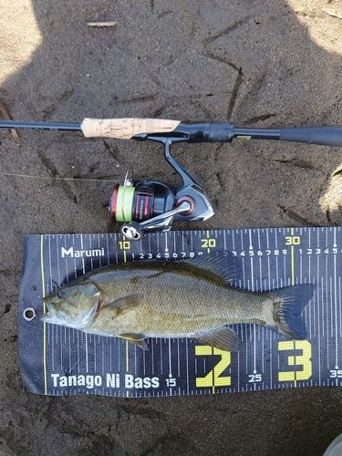 スモールマウスバスの釣果