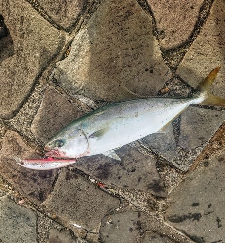 表浜名湖