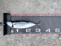 マルソウダの釣果