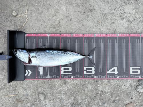 マルソウダの釣果