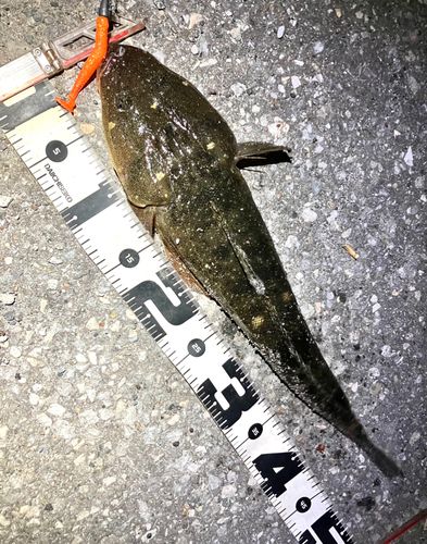 マゴチの釣果