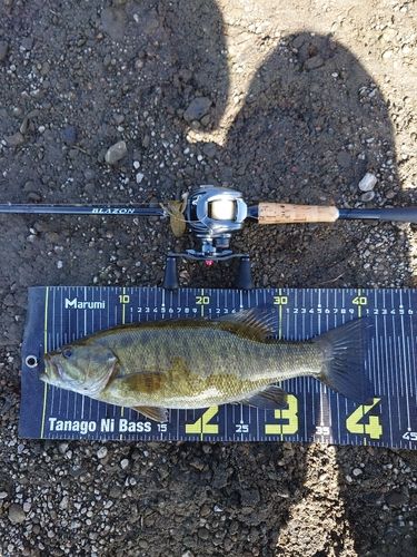 スモールマウスバスの釣果