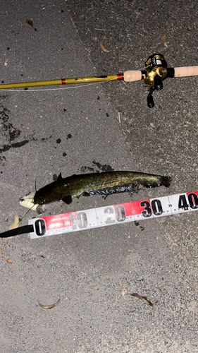 ナマズの釣果