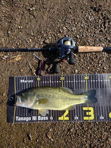 ラージマウスバスの釣果