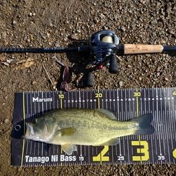 ラージマウスバス